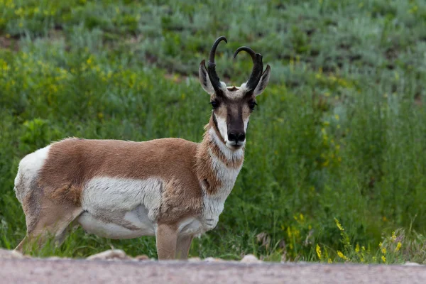 Pronghorn by a Road — Stock fotografie