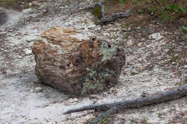 黑山石化木 — 图库照片