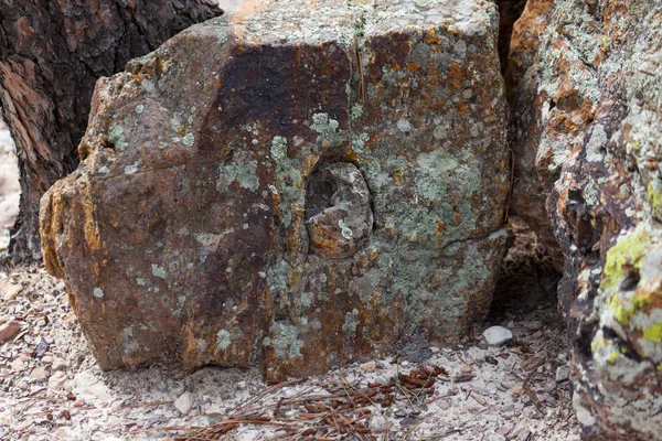 Black Hills Förstenat trä — Stockfoto