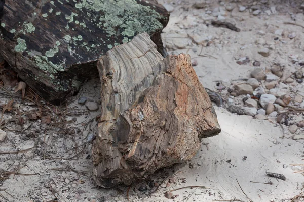 Zwarte heuvels versteend hout — Stockfoto