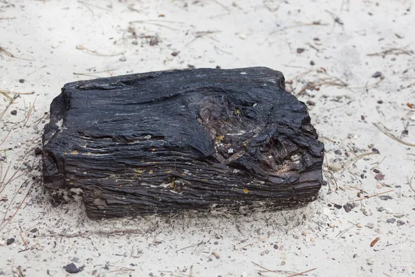 Black Hills Petrified Wood — Stock Photo, Image