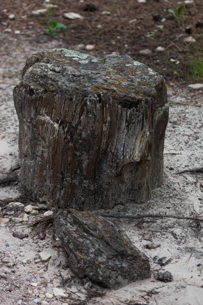 Černé kopce zkamenělé dřevo — Stock fotografie