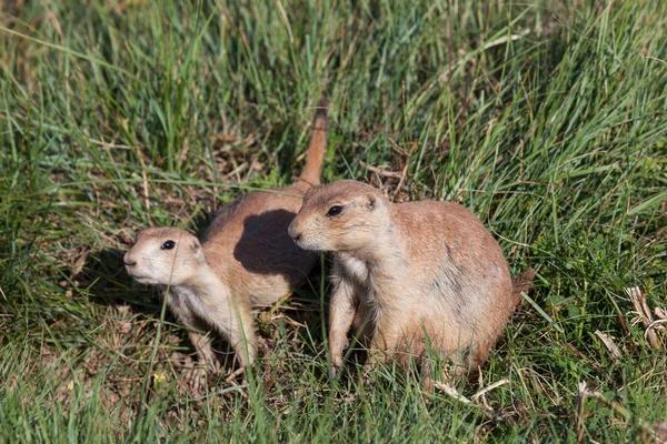 Madre y bebé Perros de la pradera — Foto de Stock