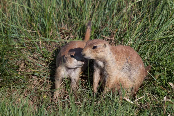 Madre y bebé Perros de la pradera — Foto de Stock