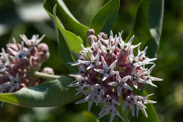 Showy Milkweed Flowers — Stock Photo, Image