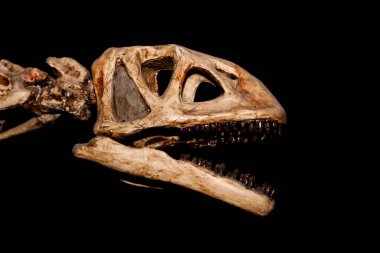Siyah Dinozor İskeleti İzole Edildi