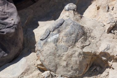 Dinozor Kemikleri Çıkarılıyor