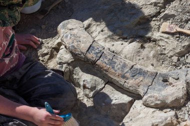 Dinozor Kemikleri Çıkarılıyor