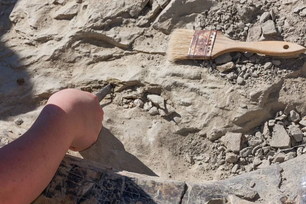 Desenterrando huesos de dinosaurio —  Fotos de Stock