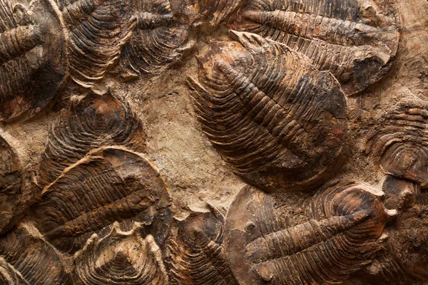 Trilobite Messa Morte Fossili — Foto Stock