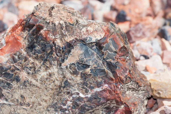 Petrified Wood Detail — Stock Photo, Image