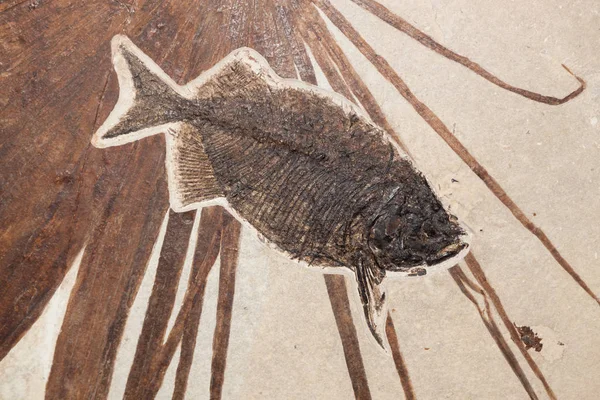 Phareodus-Fisch-Fossil — Stockfoto