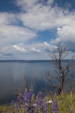 Yellowstone Gölü 'ndeki Ölü Ağaç