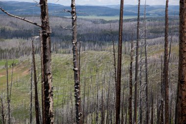 Yaban Yangınları Yellowstone 'a Zarar Verdi