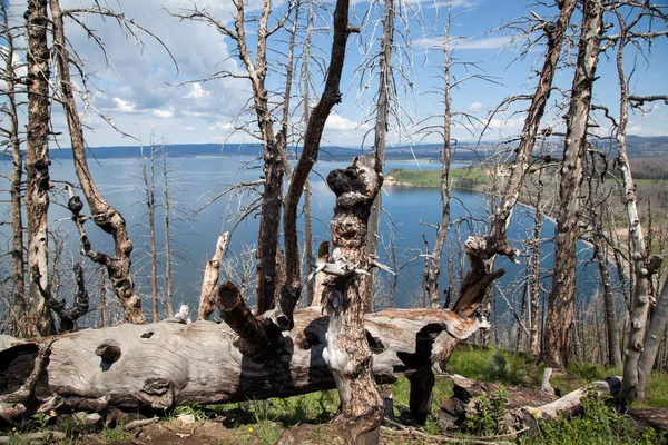 Árboles muertos en el lago Yellowstone —  Fotos de Stock