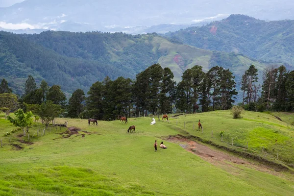 Rancho de cavalos nas montanhas — Fotografia de Stock