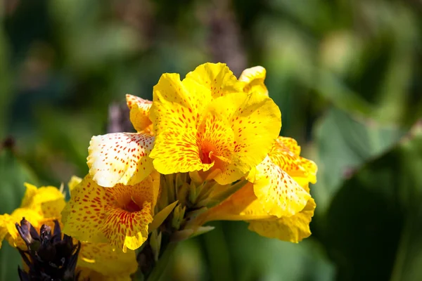 明るい太陽の下で赤い斑点のある美しい黄色のグラジオラスの花を閉じます — ストック写真