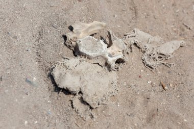 Peru 'nun Pachacamac kentindeki arkeolojik bölgede çöl kumunda bulunan eski uygarlıklardan kalan kumaş ve kemik parçaları..