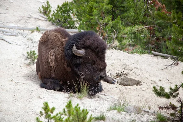 Stor Bisonoxe Som Ligger Jorden Och Sover Solskenet Yellowstone National — Stockfoto