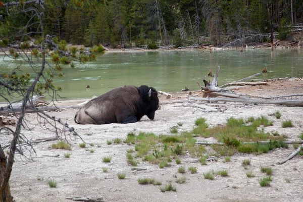 Gran Toro Bisonte Descansando Estéril Costa Del Lago Soup Parque — Foto de Stock