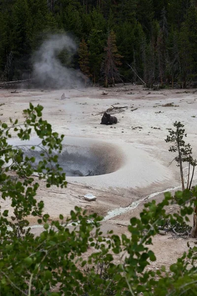Large Bison Bull Resting Barren Ground Next Large Geothermal Hole — Stock Photo, Image