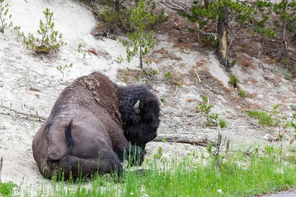 Stor Bisonoxe Vilar Den Karga Marken Yellowstone National Park Wyoming — Stockfoto