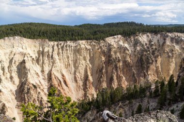 Zamanla aşınan dik kaya duvarları ve Wyoming Yellowstone Ulusal Parkı 'ndaki Yellowstone Büyük Kanyonu' nda her zaman yeşil ağaçlarla kaplı..
