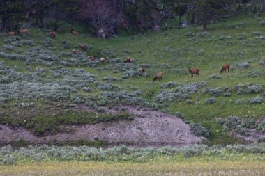 Yellowstone Ulusal Parkı, Wyoming 'deki bir nehrin yukarısındaki otlak bir yamaçta otlayan bir geyik sürüsü..