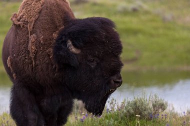 Yellowstone Ulusal Parkı, Wyoming 'deki Hayden Vadisi' ne yakın bir yerde yemek yiyen ve gözetleyen büyük bir erkek bizon..