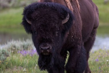 Yellowstone Ulusal Parkı, Wyoming 'deki Hayden Vadisi' nin yakınındaki yolda yürüyen ve insanları izleyen büyük bir erkek bizon..