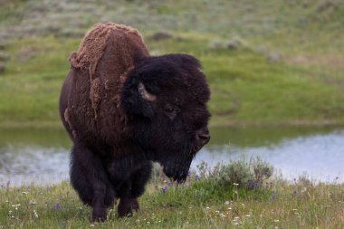 Yellowstone Ulusal Parkı, Wyoming 'deki Hayden Vadisi' ne yakın bir yerde yemek yiyen ve gözetleyen büyük bir erkek bizon..