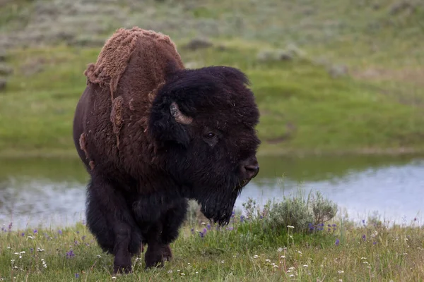 Gran Bisonte Macho Comiendo Vigilando Gente Mientras Está Cerca Una —  Fotos de Stock