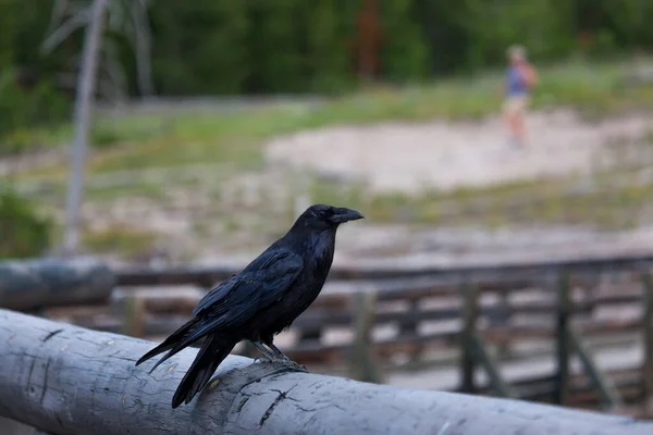 Cuervo Posado Una Barandilla Troncos Mirando Curiosamente Los Turistas Parque —  Fotos de Stock