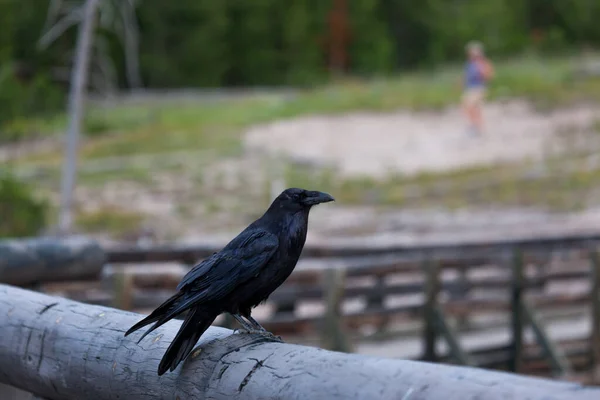 Vrána Seděla Zábradlí Zvědavě Dívala Turisty Yellowstonském Národním Parku Wyomingu — Stock fotografie