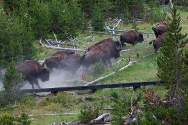 Bir grup bizon bir tepeden yukarı ve tahta bir tahta kaldırımın üzerinden kaçıyordu. Bir bizonun termal havuza girip Wyoming 'deki Yellowstone Ulusal Parkı' nda yakılmasından korktular..