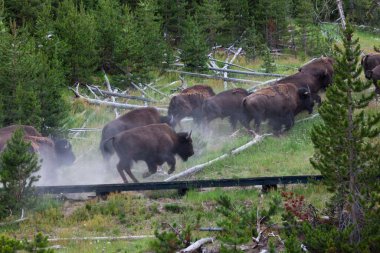 Bir grup bizon bir tepeden yukarı ve tahta bir tahta kaldırımın üzerinden kaçıyordu. Bir bizonun termal havuza girip Wyoming 'deki Yellowstone Ulusal Parkı' nda yakılmasından korktular..