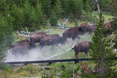 Bir grup bizon bir tepeden yukarı ve tahta bir tahta kaldırımın üzerinden kaçıyordu. Bir bizonun termal havuza girip Wyoming 'deki Yellowstone Ulusal Parkı' nda yakılmasından korktular..