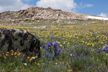 Montana Custer Ulusal Ormanı 'ndaki Beartooth Geçidi' nde engebeli yüksek bir arazide yetişen güzel kır çiçekleri..