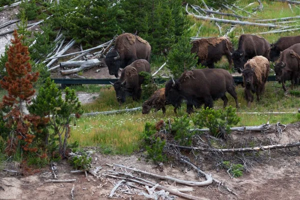 Una Familia Bisontes Cruzando Una Pasarela Madera Creada Para Que — Foto de Stock