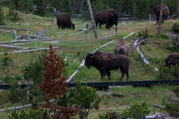 Una Manada Bisontes Pastoreo Junto Paseo Marítimo Que Pasa Por — Foto de Stock