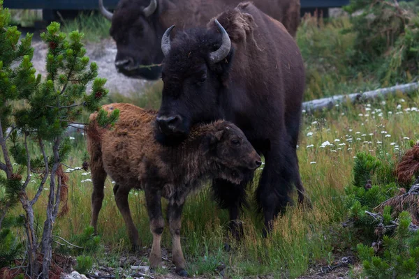 Een Moeder Bizon Knuffelt Haar Baby Met Haar Hoofd Nek — Stockfoto