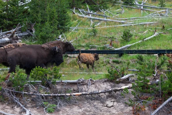 Grupo Bisontes Incluyendo Bebés Nuevos Corriendo Por Una Colina Sobre — Foto de Stock