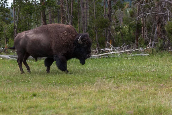 Gran Toro Bisonte Caminando Una Zona Cubierta Hierba Borde Bosque — Foto de Stock