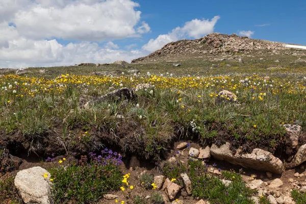 Montana Custer Ulusal Ormanı Ndaki Beartooh Geçidi Nin Yuvarlanan Manzarasında — Stok fotoğraf