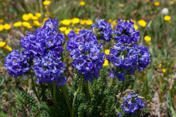 Skupina Modrých Lepkavých Polemoniových Květů Rostoucích Vysoké Nadmořské Výšce Pozadím — Stock fotografie