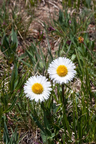 Dwa Dzikie Kwiaty Stokrotki Rosnące Wysokim Wzniesieniu Przełęczy Beartooth Montana — Zdjęcie stockowe