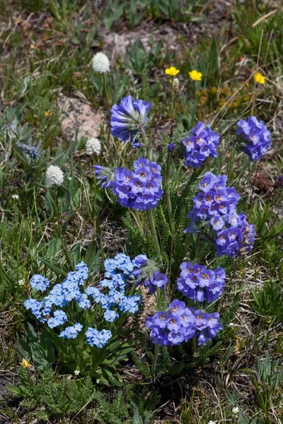 Grupp Lila Klibbiga Polemonium Blommor Och Grupp Blå Glömma Mig — Stockfoto