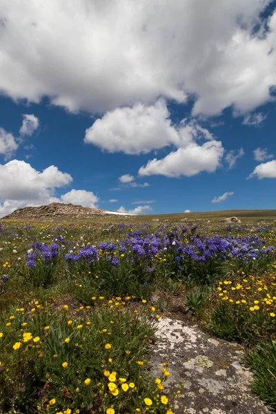Красивые Полевые Цветы Растущие Суровом Высокогорном Ландшафте Перевале Берзуб Кастерском — стоковое фото