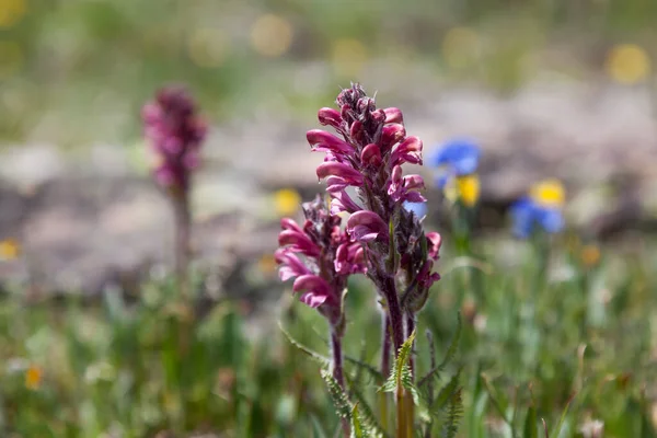 Różowe Dzikie Kwiaty Rosnące Wysokim Wzniesieniu Beartooth Pass Custer National — Zdjęcie stockowe