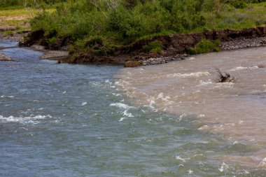 Soda Butte Creek 'ten açık mavi su. Wyoming' deki Yellowstone Ulusal Parkı 'nda bir yaz günü Amphitheater Creek' in çamurlu kahverengi suyuyla buluşuyor..